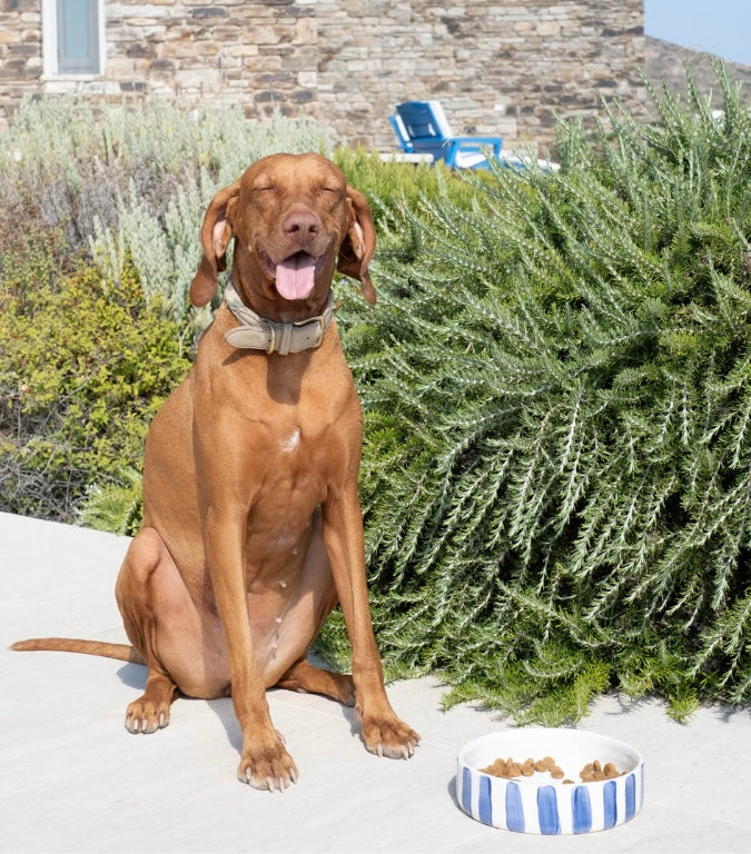 Celebrate your pets!