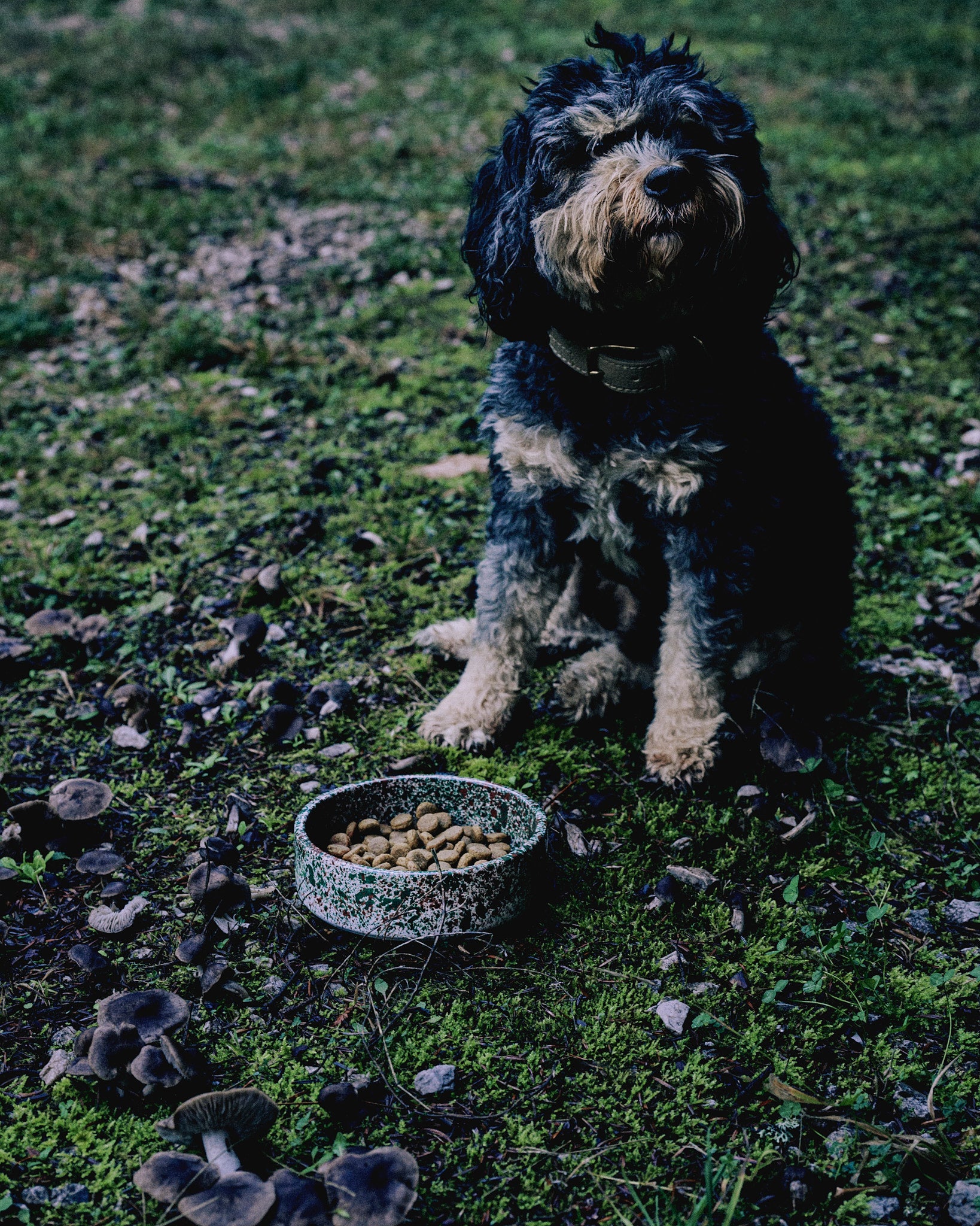 Forest splatter dog bowl