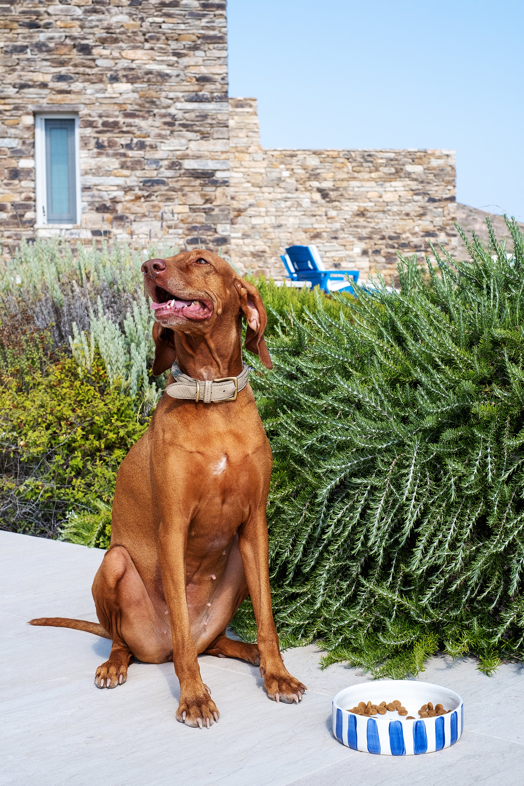 BLUE STRIPES DOG BOWL