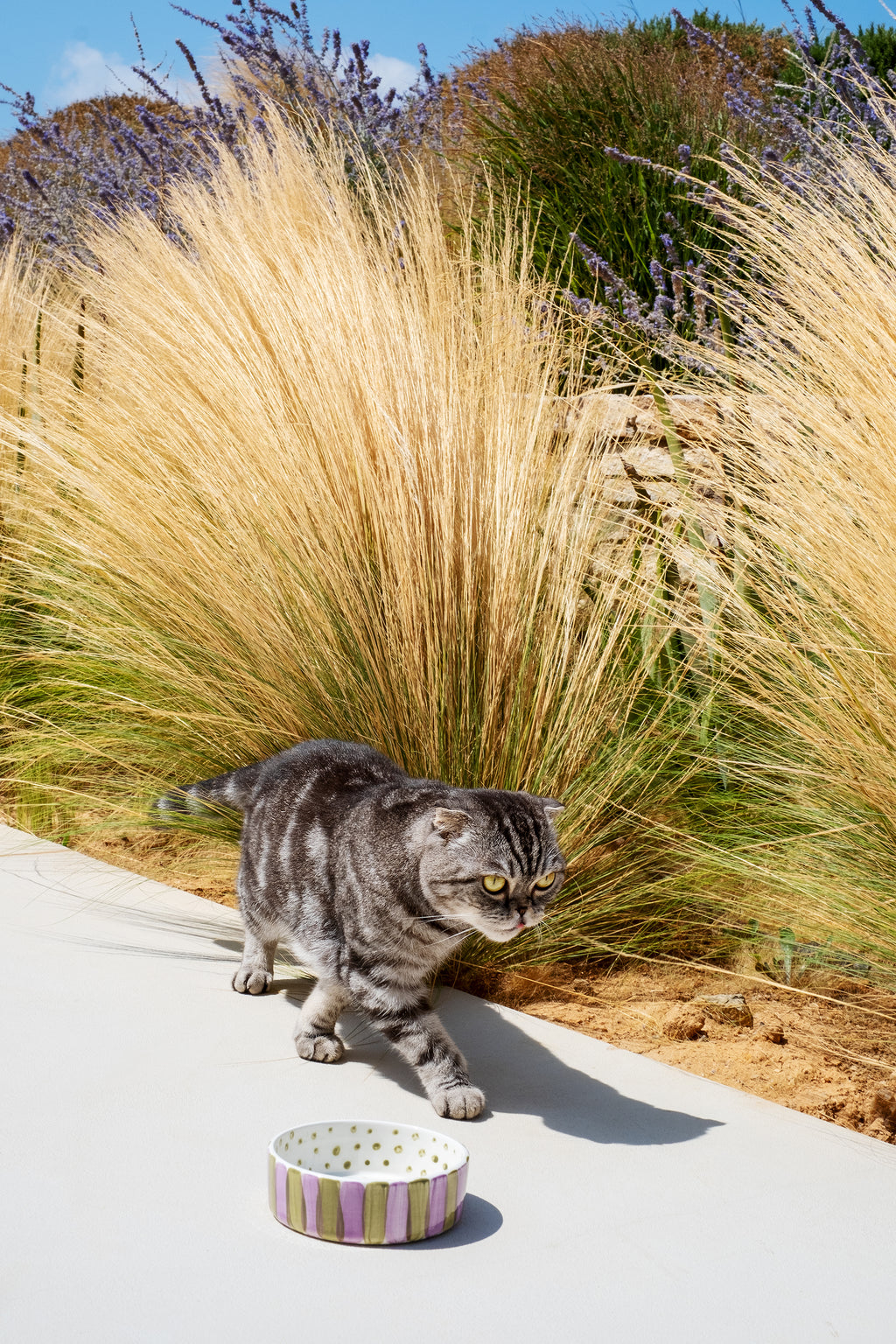 OLIVE ON PURPLE STRIPES CAT BOWL