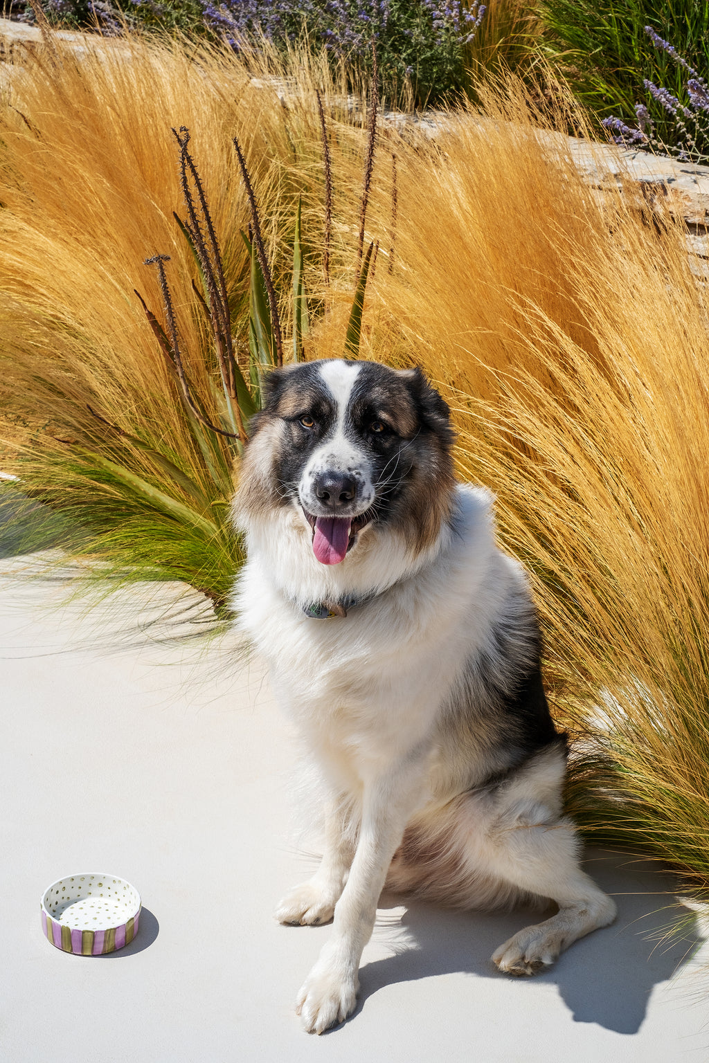 OLIVE ON PURPLE STRIPES DOG BOWL