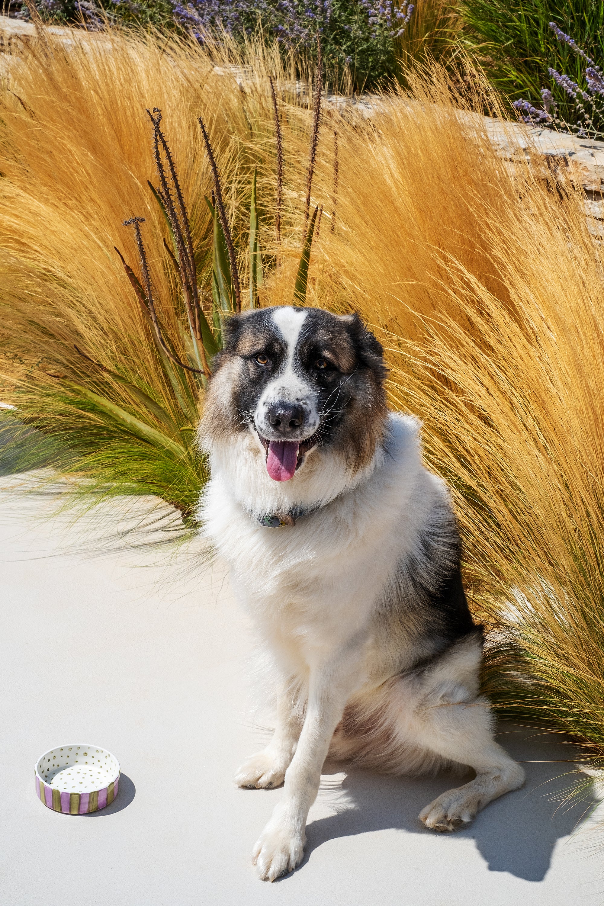 OLIVE ON PURPLE STRIPES DOG BOWL