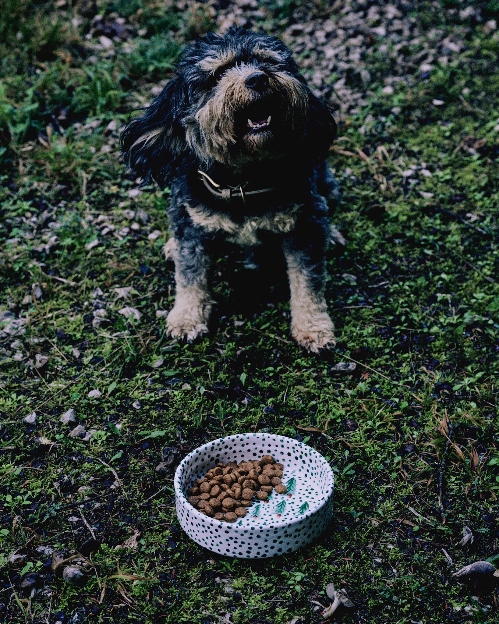 Handmade ceramic pet bowl with green design by Rhea Kalo, made in Athens Greece