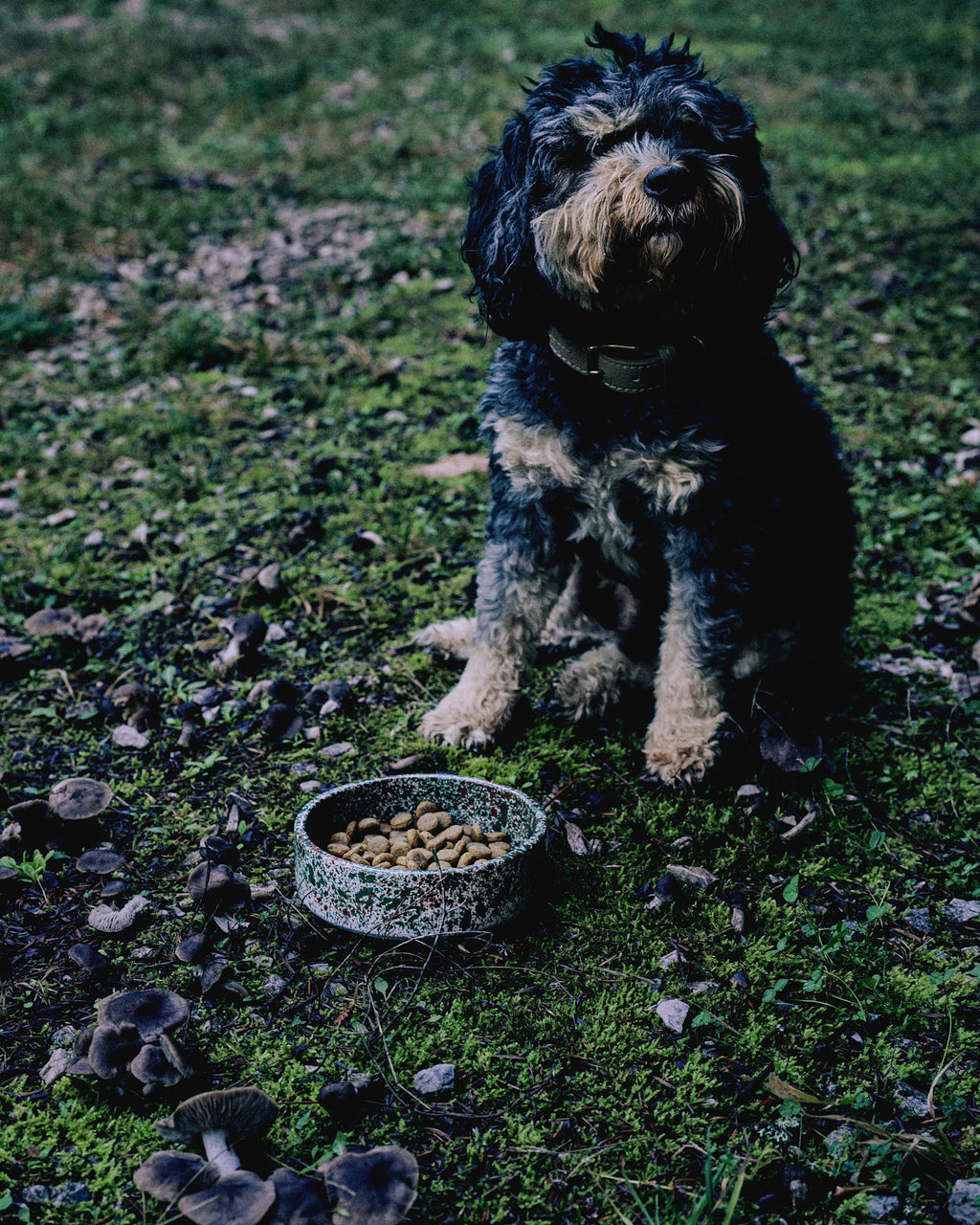 Handmade ceramic pet bowl with splatter pattern, made in Athens by Rhea Kalo
