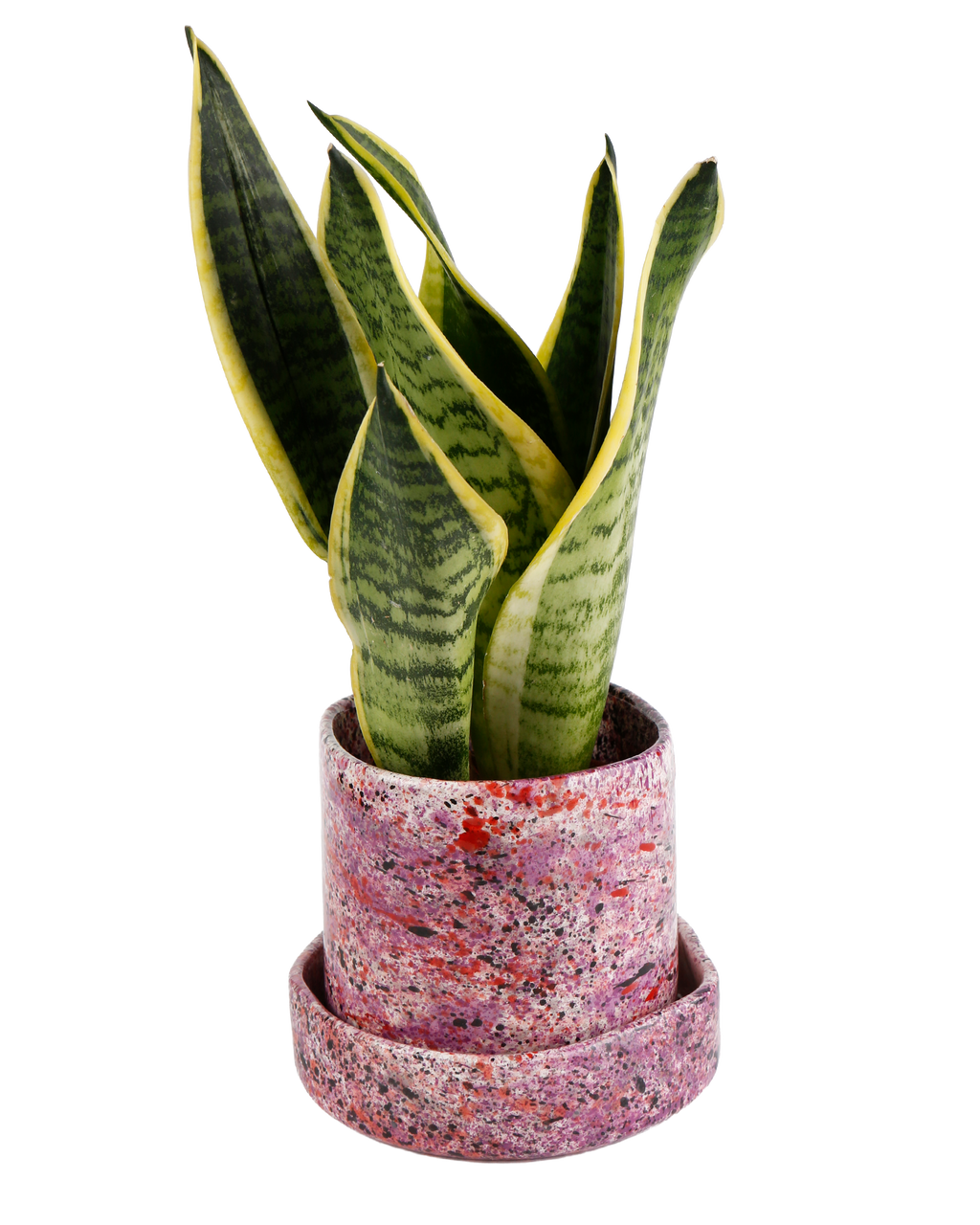 Black rose splatter planter