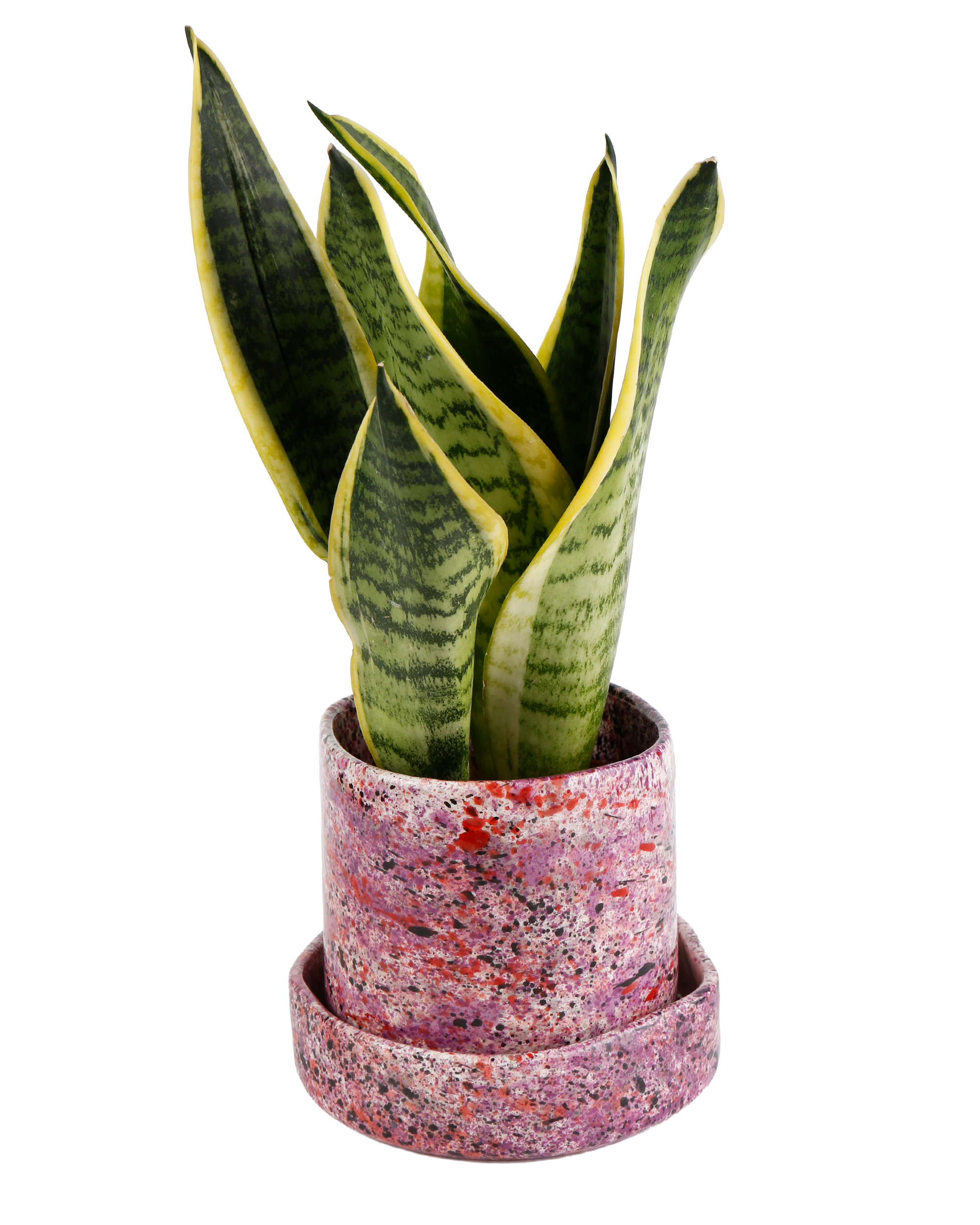 Black rose splatter planter