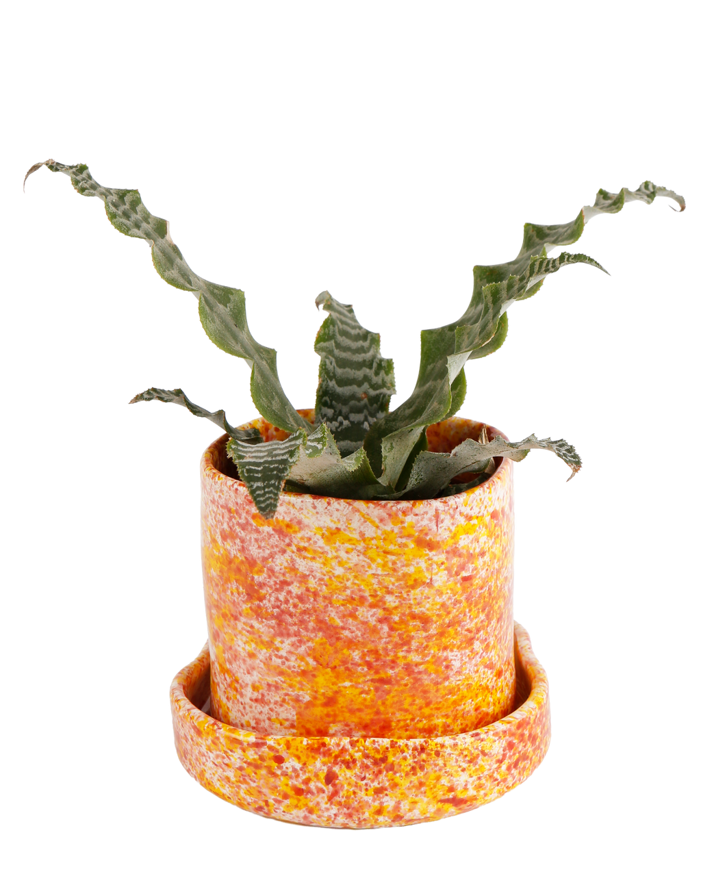 Chamomile splatter planter