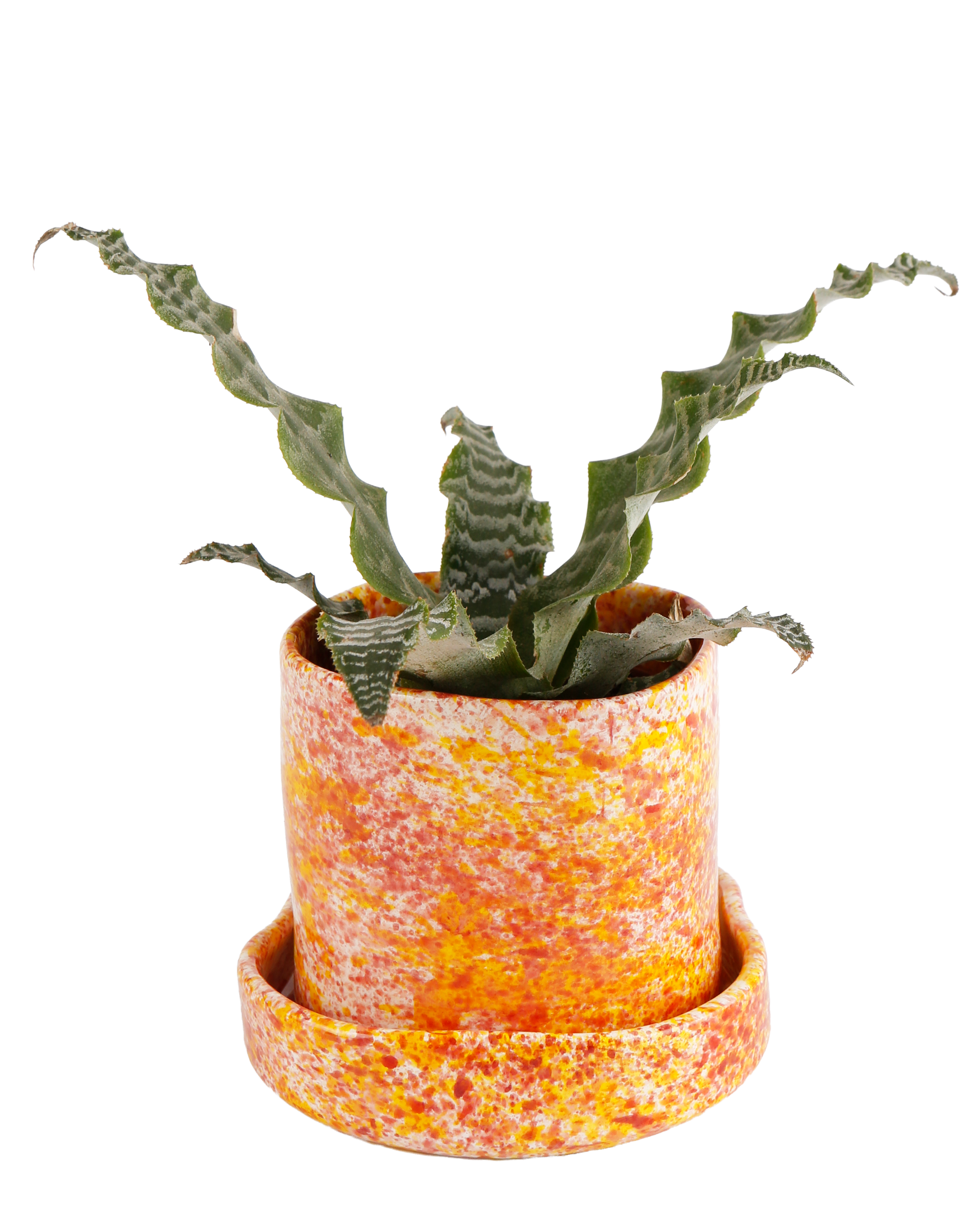 Chamomile splatter planter