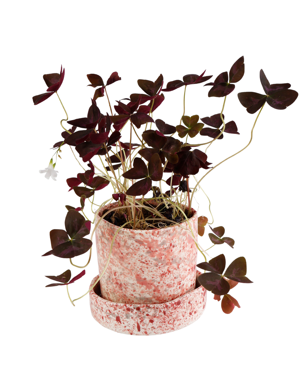 Hibiscus splatter planter