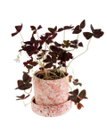 Hibiscus splatter planter