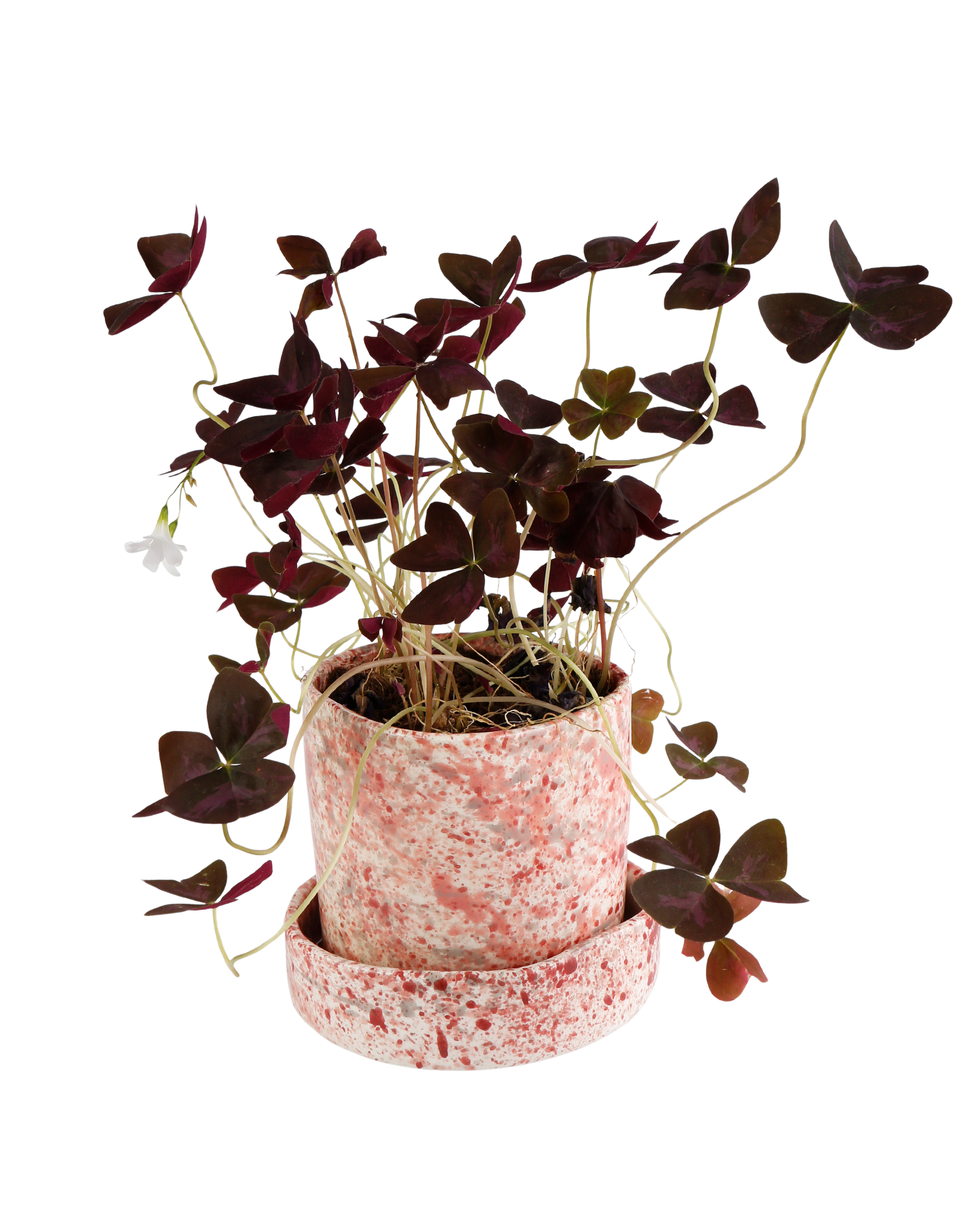 Hibiscus splatter planter