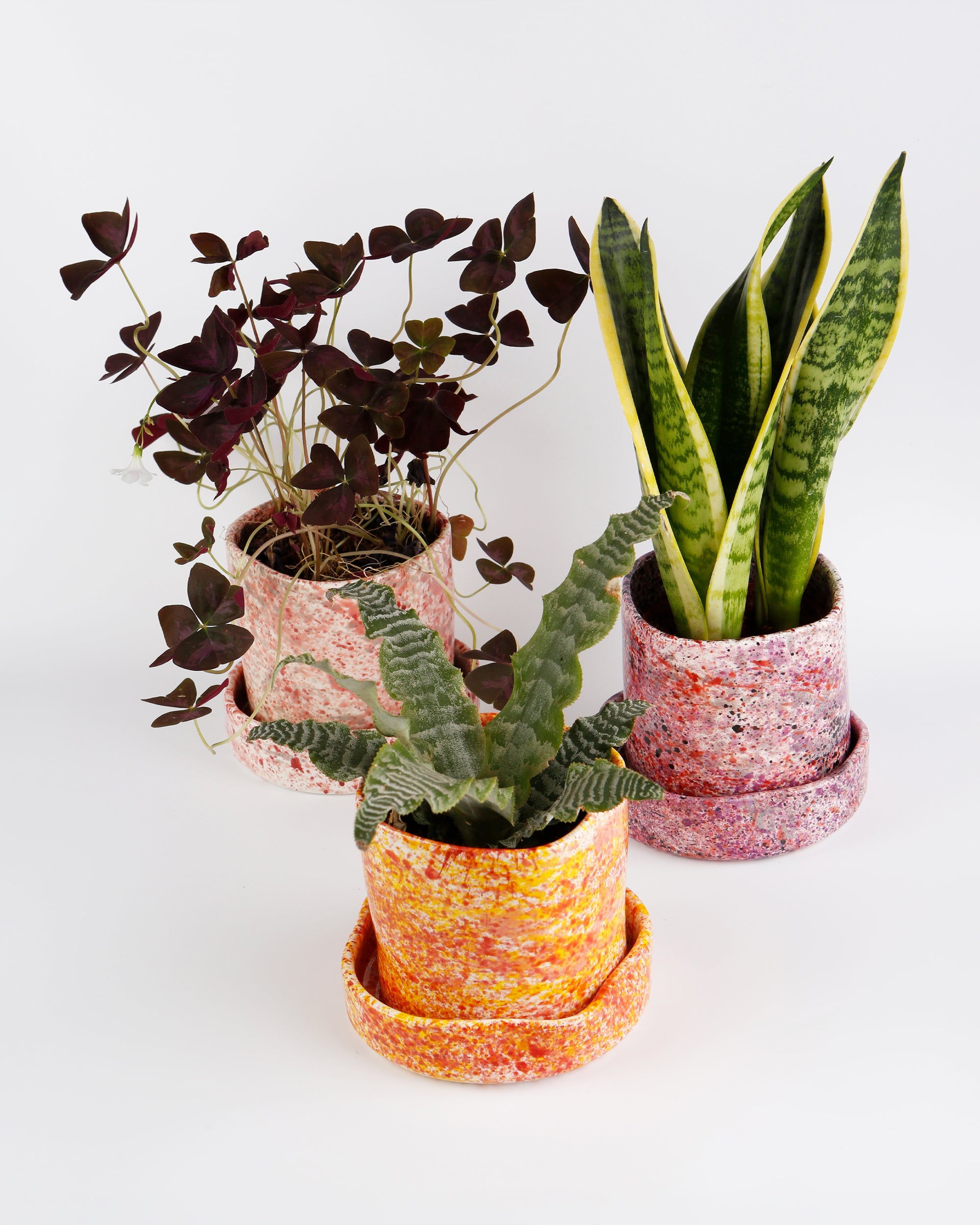 Chamomile splatter planter