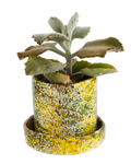 Yellow forest planter