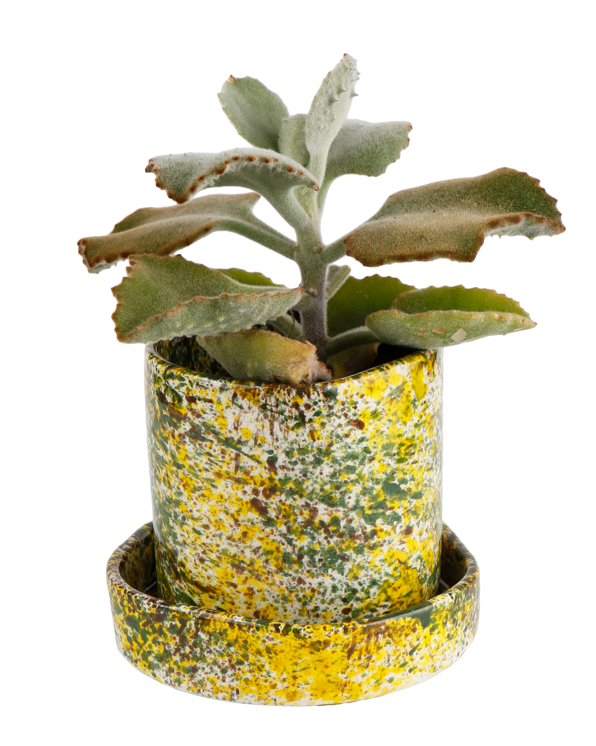 Yellow forest planter